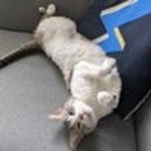 Meet your Posher, Kia